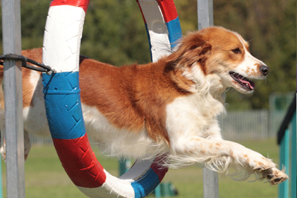 agility-posidog-canine-learning-center